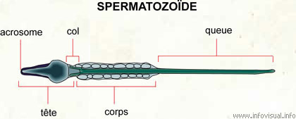 Spermatozoïde